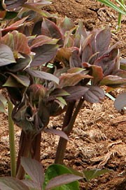 Paeonia mascula