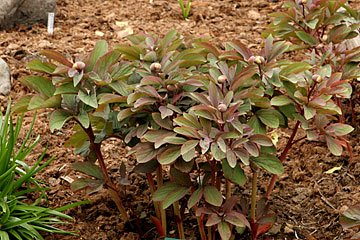 Paeonia Mlokosewitschii