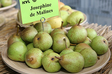 Josephine de Malines