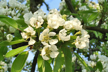 pæreblomster