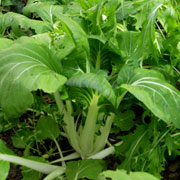 Pak choi