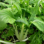 Pak choi