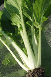 Pak choi