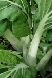 Pak choi