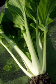 Pak choi