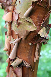 Papirbarkløn har en rødbrun, glat og afskallende bark