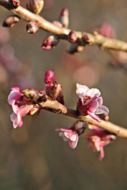 Peberbusk med smukke blomster i februar.