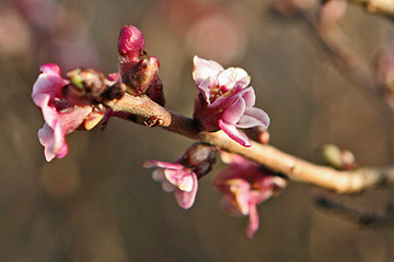Peberbusk kan i milde vintre blomstre allerede først i februar.