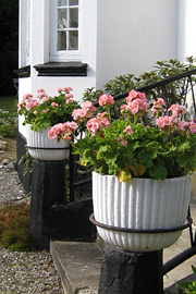 Krukker med pelargonie