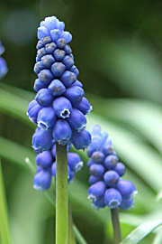 Perlehyacint, Muscari armeniacum