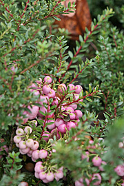 Myrtekrukke, Pernettya mucronata med lyserøde bær i januar