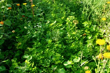 Persillebed