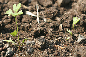 små planter