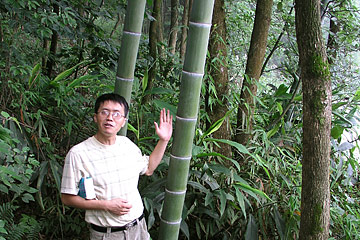 Phyllostachys pubescens