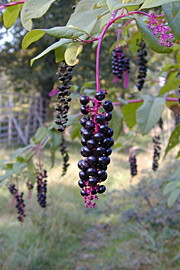 Amerikansk kermesbær, Phytolacca americana.