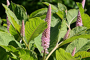 Purpur kermesbær, Phytolacca clavigera