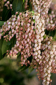 Pieris