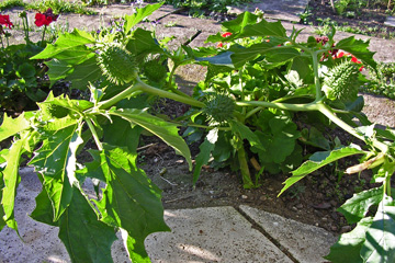 Pigæble, Datura stramonium