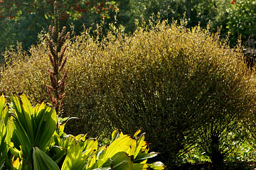 Salix purpurea ‘Gracilis’