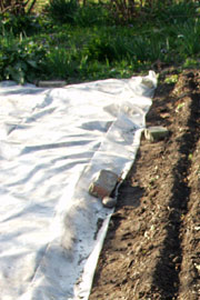 Hvis man vil dyrke tidlige kartofler i haven, så skal der lægge