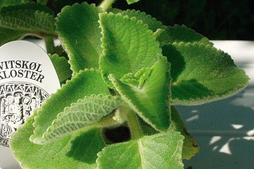 Plectranthus amboinicus