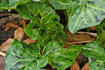 De fleste planter af plettet arum har mørklilla pletter på bladene.