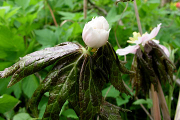 Podophyllum hexandrum