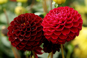 Pompon dahlia