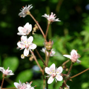 Porcelænsblomst