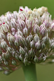 Blomsterknopper på porre