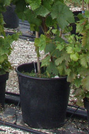 Vinplante i potte