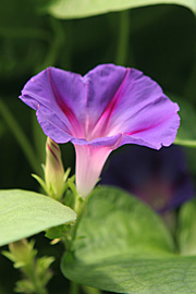 Pragtsnerle, Ipomoea purpurea, bør forkultiveres