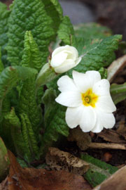 Primula