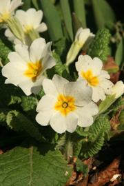 Primula i blomst først i februar.