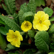 Primula