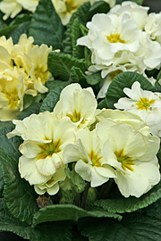 Primula