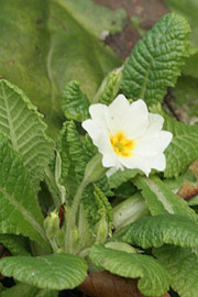 primula