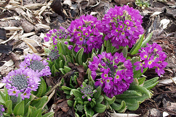 Kugleprimula.