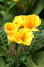 Primula