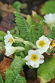 Primula blomstrer allerede fra december i mildt vejr.