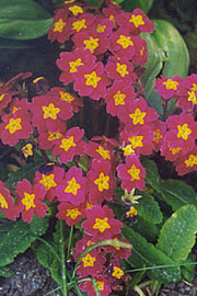 Primula polyanthus hybrid