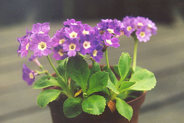 Primula pubescens hybrid