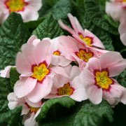 Primula