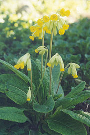 Primula veris