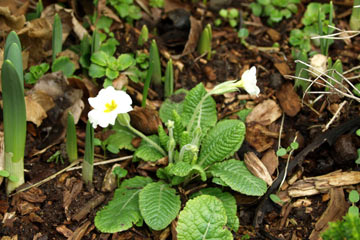 Primula