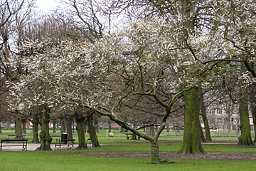 Prunus subhirrtella autumnalis