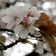 Prunes Stellata