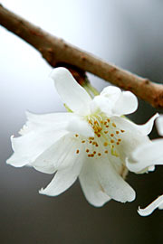 Prunus subhirrtella autumnalis