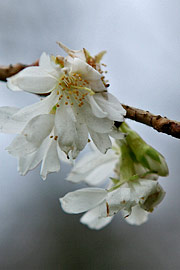 Prunus subhirtella autumnalis