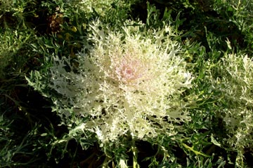 White Peacock